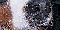 Самое древнее чувство